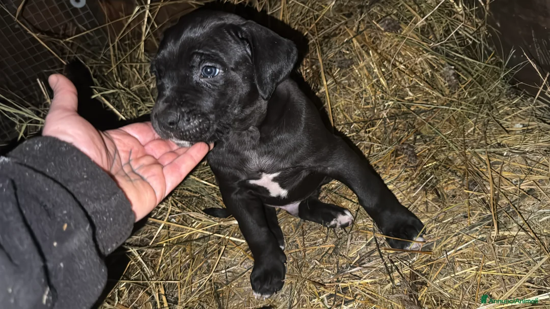 Cane Corso cani in vendita: Cane corso maschietto nero  - Annuncio 2