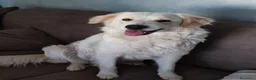 Meticcio cani in regalo: Jimmy, mini maremmano in canile - Annuncio 3