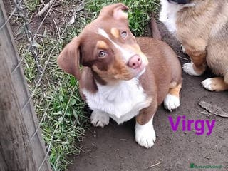 Meticcio cani CUCCIOLI 4 MESI - Annuncio 6