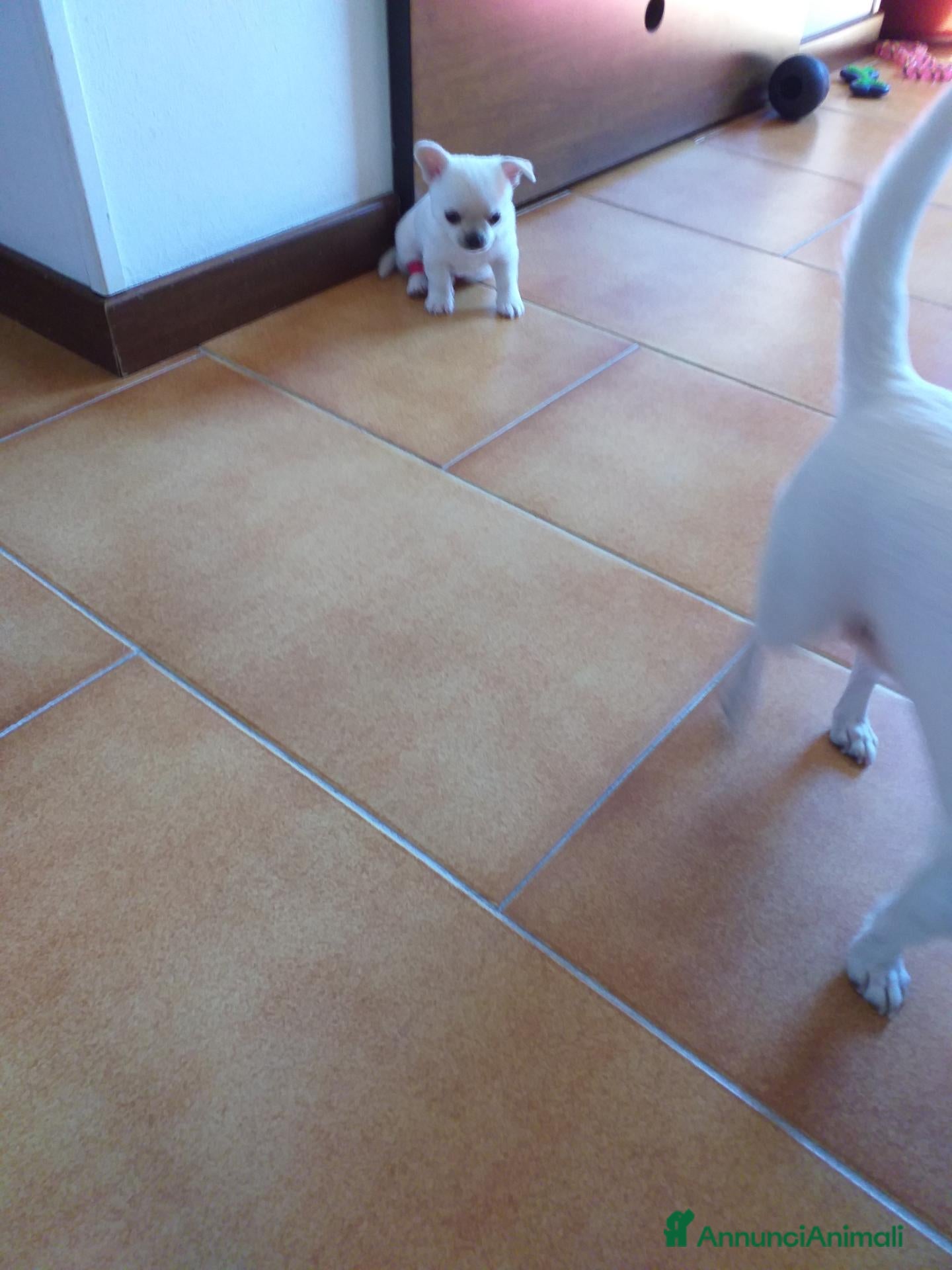 Chihuahua cani Chiuhuahua  - Annuncio 5