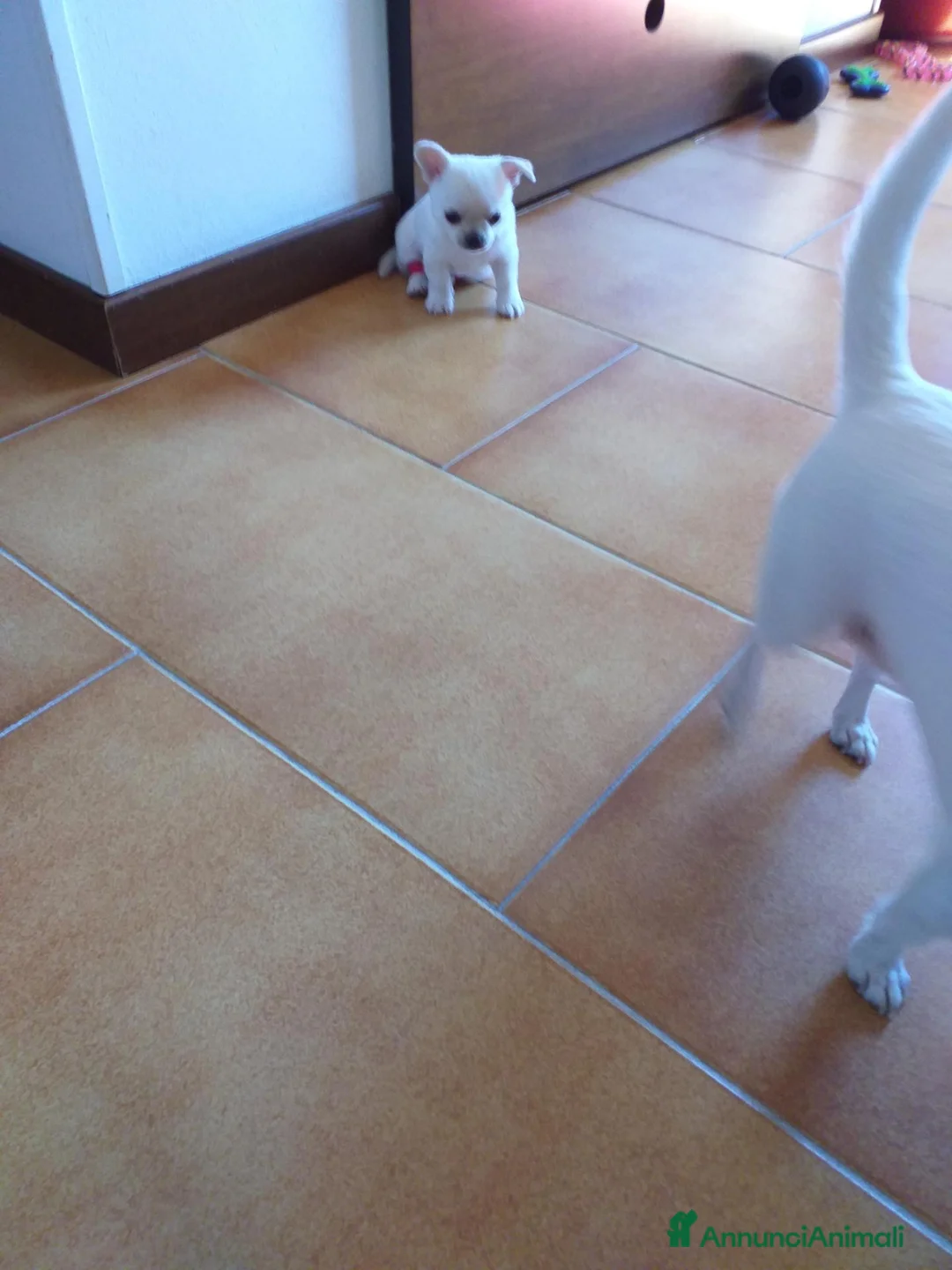 Chihuahua cani in vendita: Chiuhuahua  - Annuncio 1