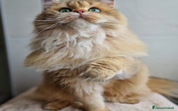 Scottish gatti in vendita: ATTENZIONE SCOTTISH DA RIPRODUZIONE  a Provincia di Pavia - Immagine 6