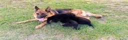 Pastore Tedesco cani in vendita: Bellissimi cuccioli Pastore Tedesco - Annuncio 5