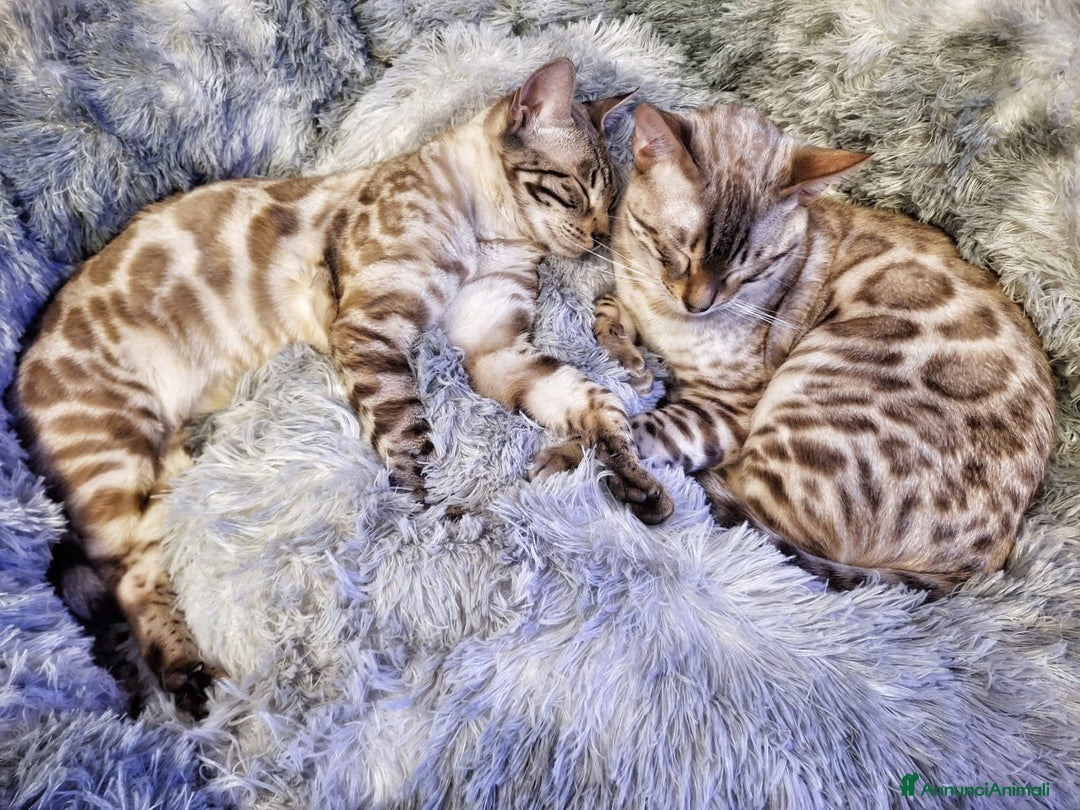 Bengala gatti in vendita: Cucciolo gatto bengala  - Annuncio 30