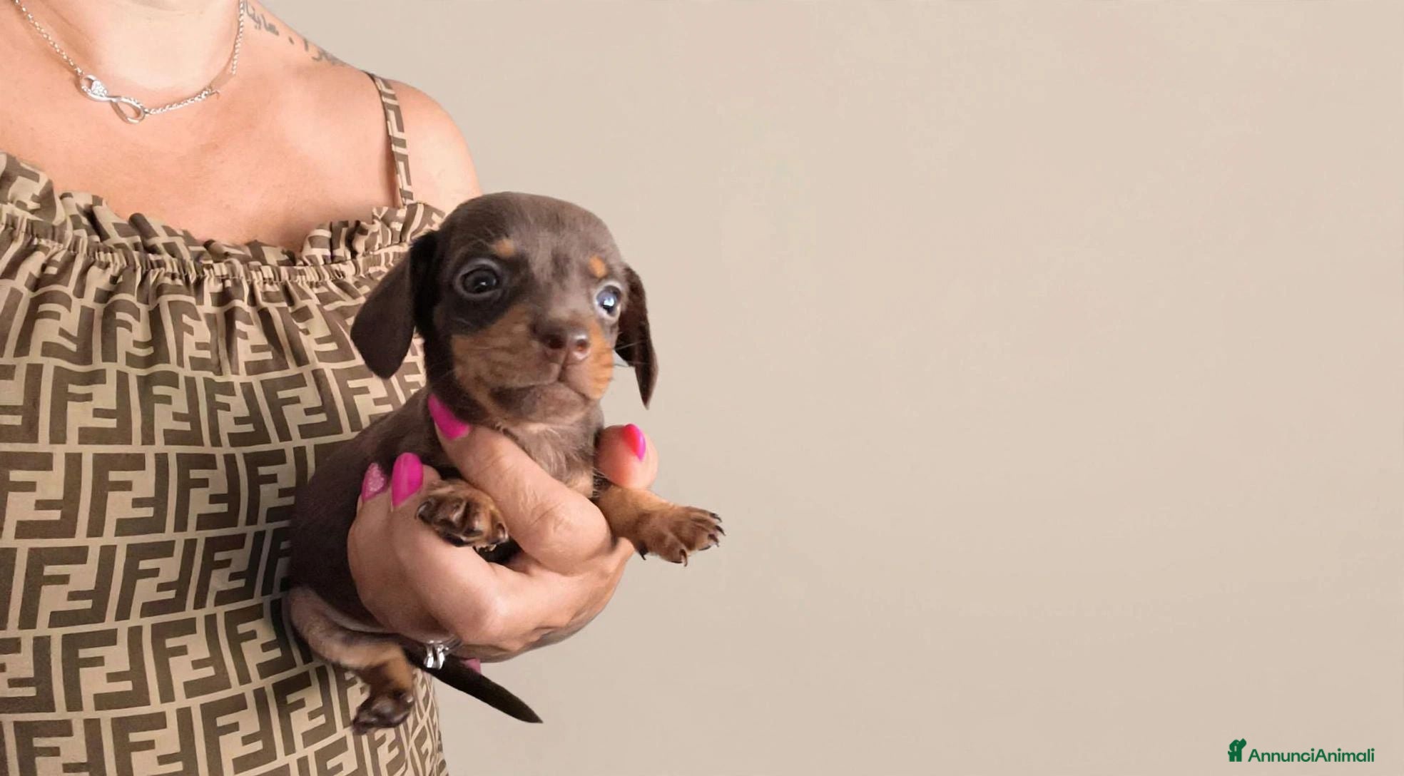Bassotto cani Bassotto tedesco femmina kaninken  - Annuncio 4
