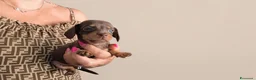Bassotto cani in vendita: Bassotto tedesco femmina kaninken  - Annuncio 1