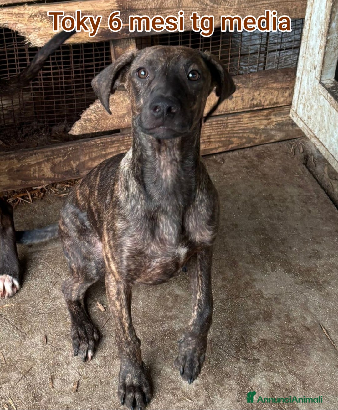 Meticcio cani in regalo: CUCCIOLI SOLI ED ESCLUSI DA TUTTI  - Annuncio 6