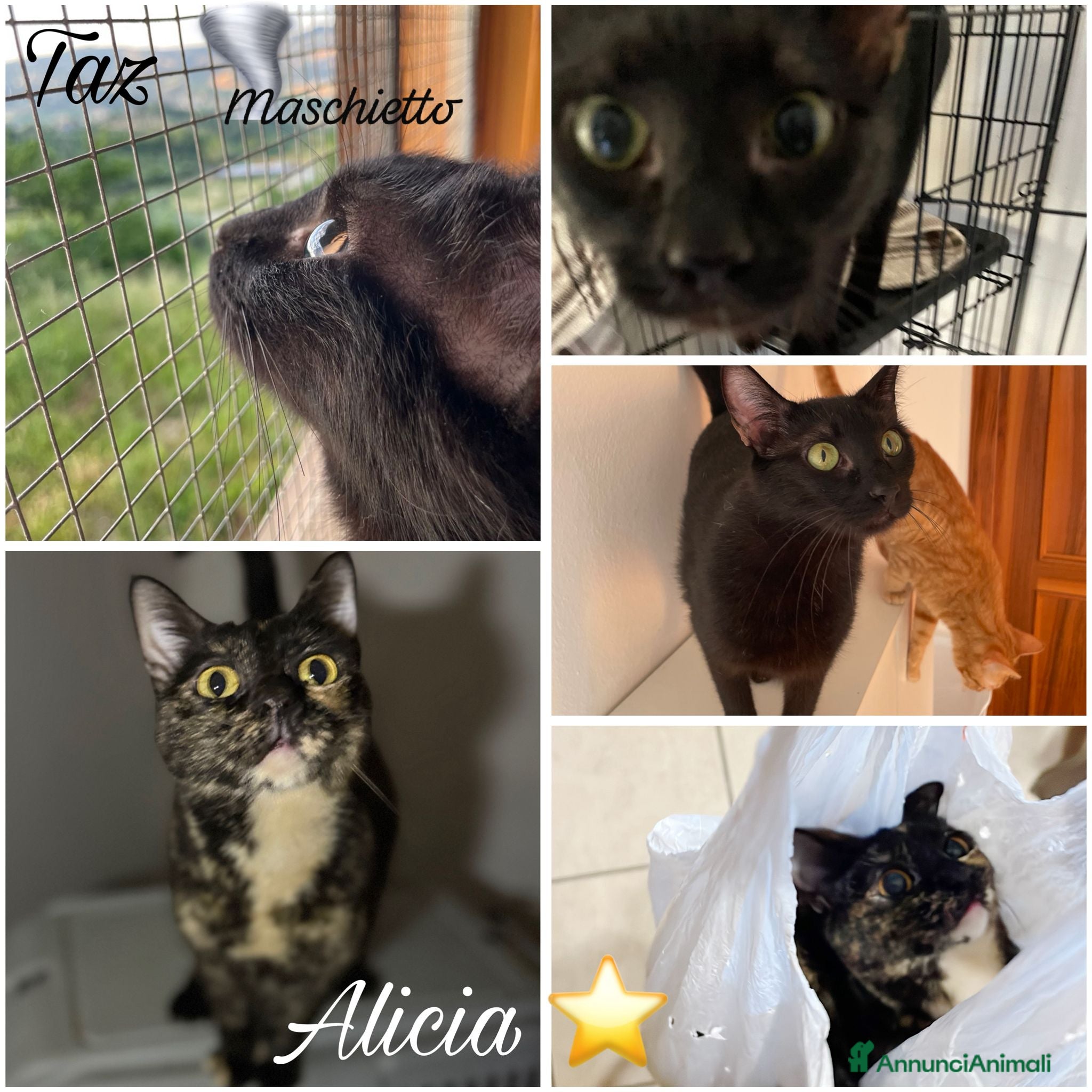 Altre razze gatti Gatti FIV  FELV NEGATIVI - Annuncio 2