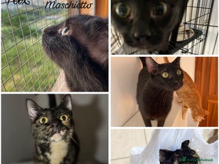 Altre razze gatti Gatti FIV FELV NEGATIVI - Annuncio 1