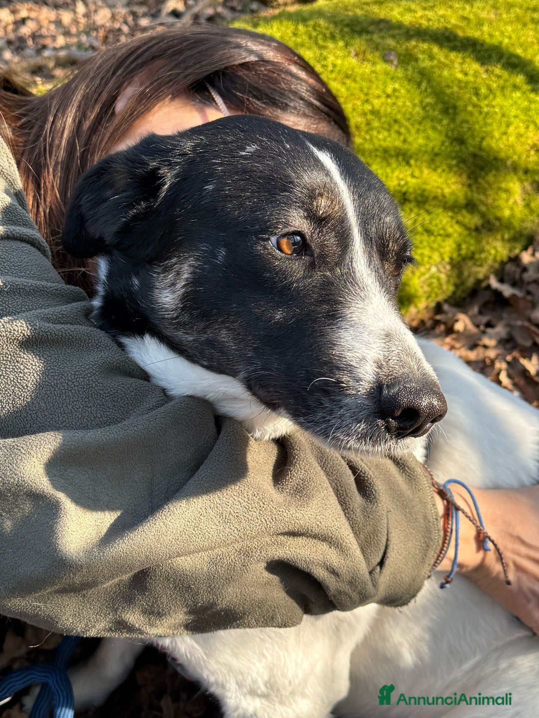 Meticcio cani in regalo: Splendida meticcia - COOKIE a Città metropolitana di Milano - Annuncio 1