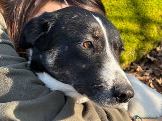 Meticcio cani Splendida meticcia - COOKIE a Città metropolitana di Milano - Annuncio 5