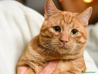 Europeo gatti Vincent Van Gogh ravviverà le tue giornate - Annuncio 21