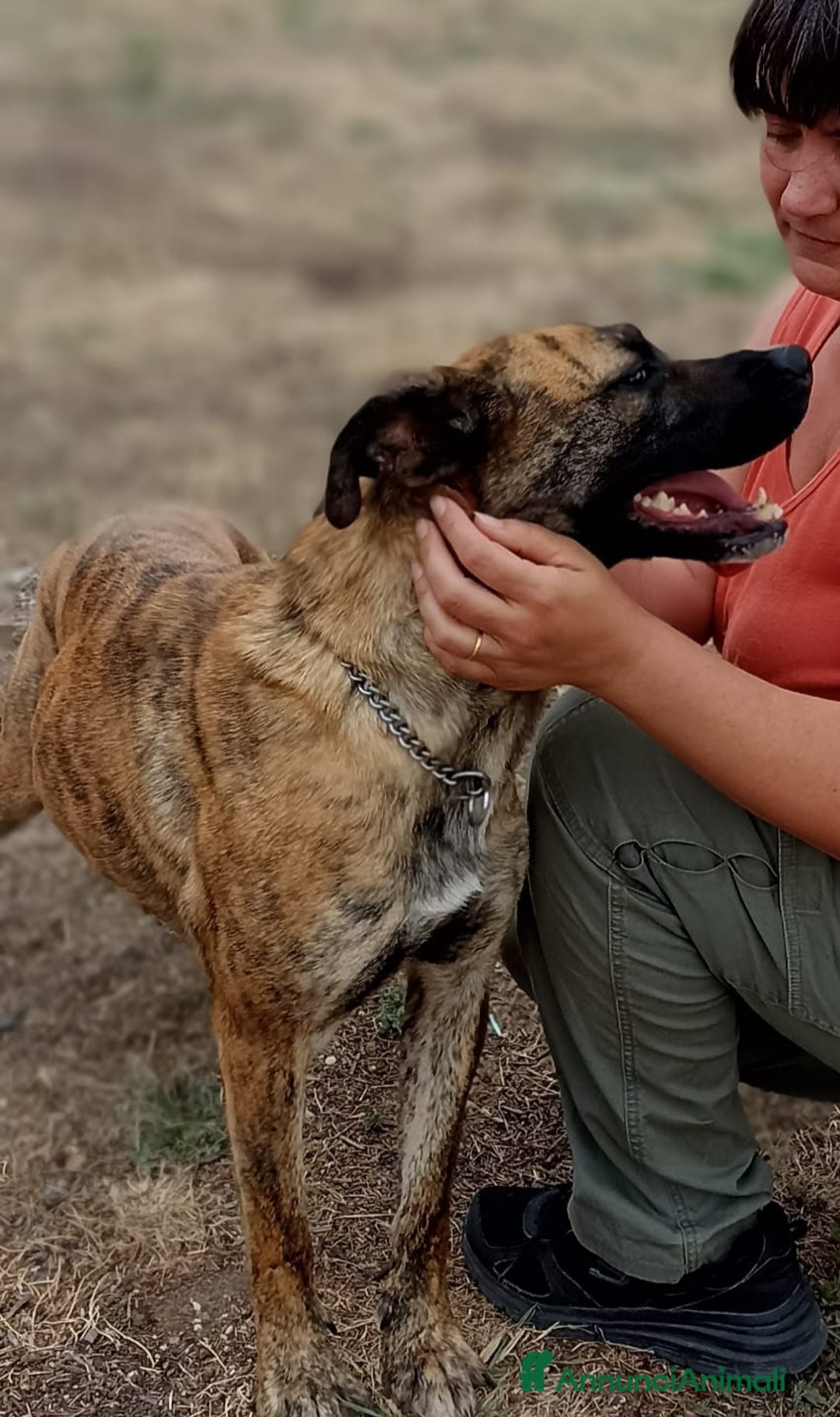 Boxer cani in regalo: Rura, cane femmina incrocio boxer-corso a Città metropolitana di Roma Capitale - Annuncio 3