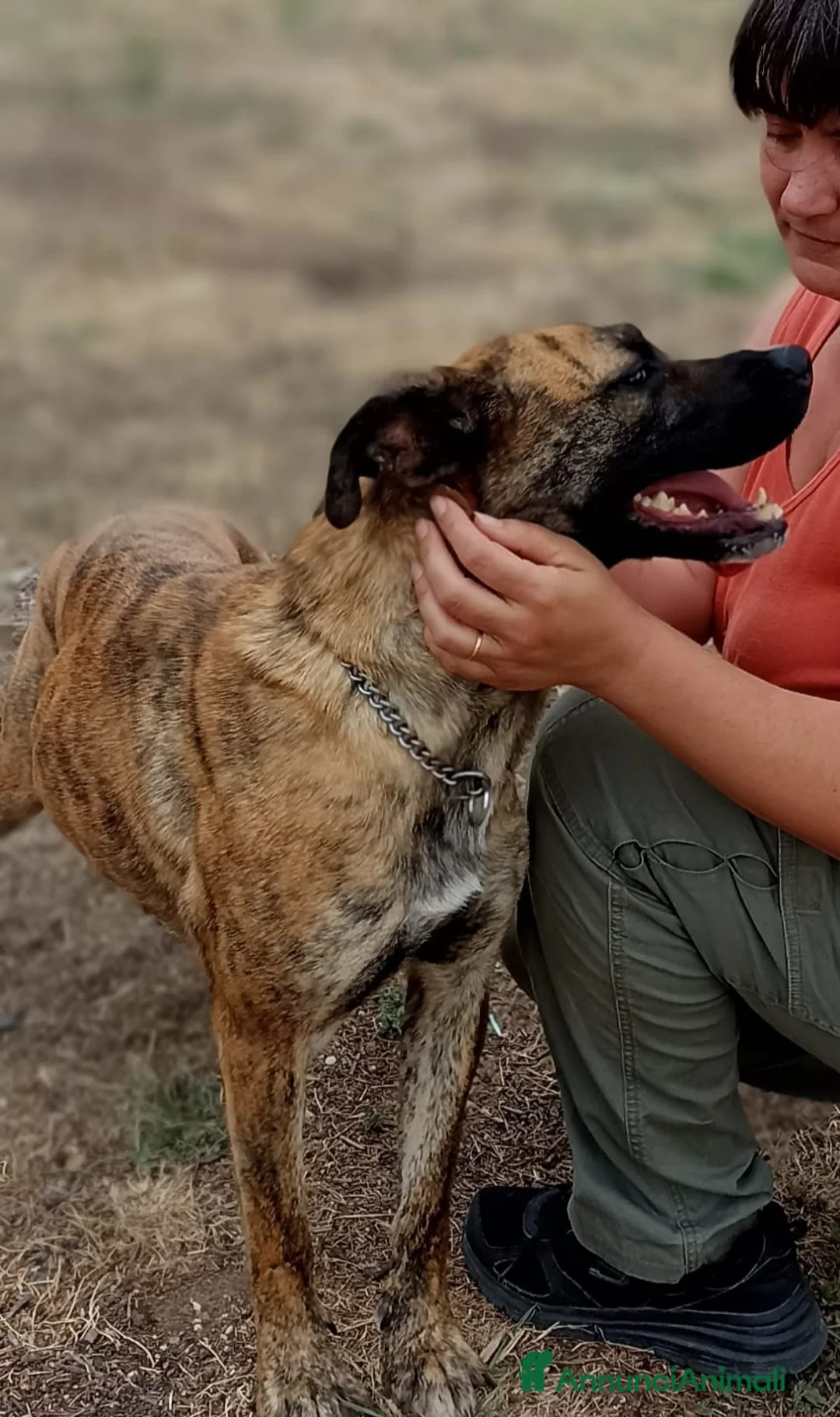 Boxer cani in regalo: Rura, cane femmina incrocio boxer-corso a Città metropolitana di Roma Capitale - Annuncio 3