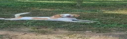 Beagle cani in vendita: Cucciola beagle 1 anno - Annuncio 3