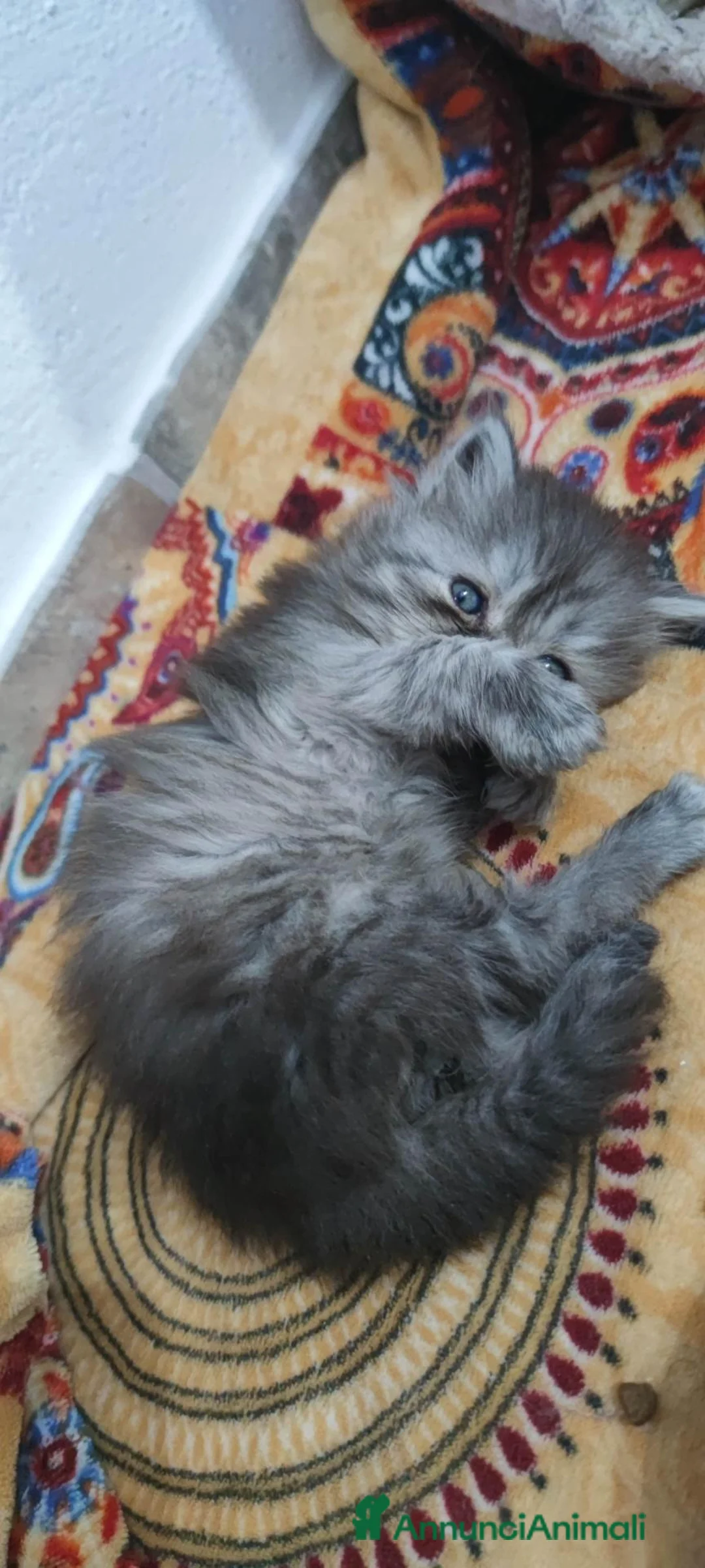 Persiano gatti in vendita: Cuccioli persiani  - Annuncio 9