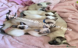 Siamese gatti in vendita: cuccioli old style Siamese - Thai con pedigree  a Città metropolitana di Roma Capitale - Immagine 1