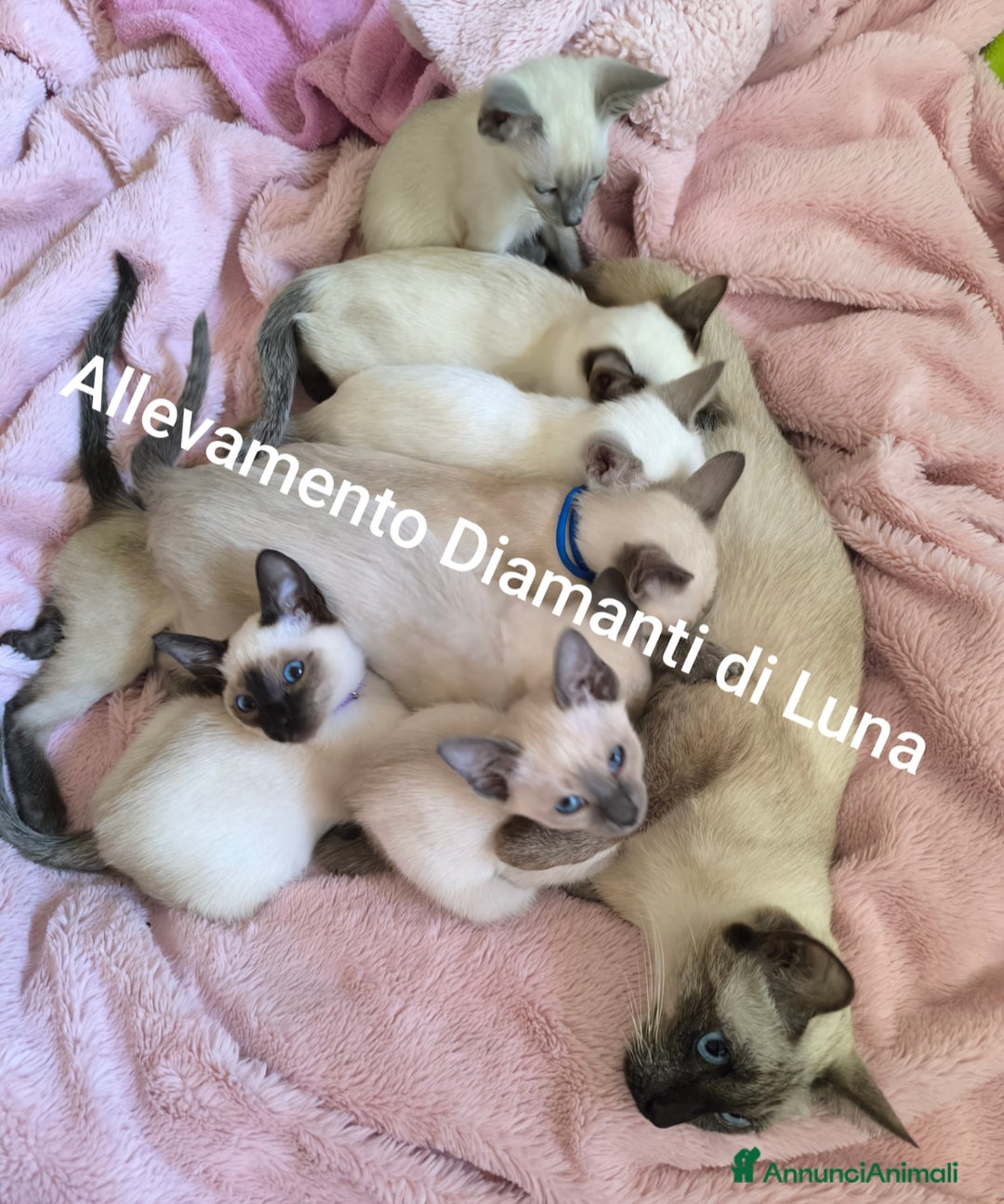 Siamese gatti in vendita: cuccioli old style Siamese - Thai con pedigree  a Città metropolitana di Roma Capitale - Immagine 1