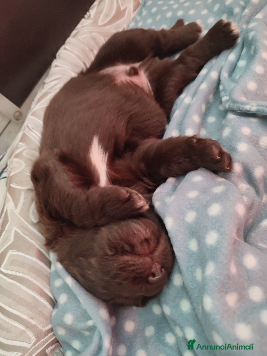 Terranova cani in vendita: Cuccioli di Terranova neri e brown - Annuncio 4