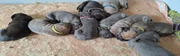 Cane Corso cani in vendita: Cane Corso  - Annuncio 5