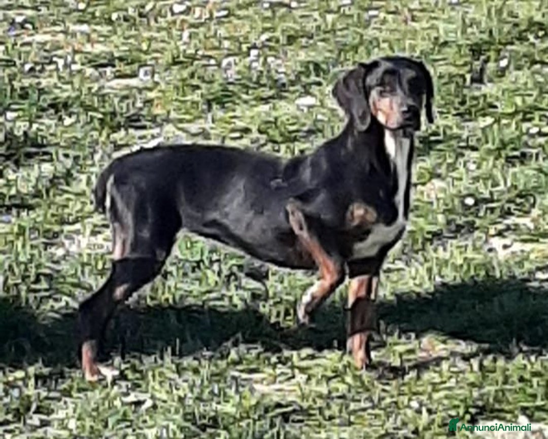 Segugio cani in regalo: GILDA buona con tutti i cani - Annuncio 5