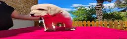 Labrador cani in vendita: Cucciolo labrador miele  - Annuncio 6