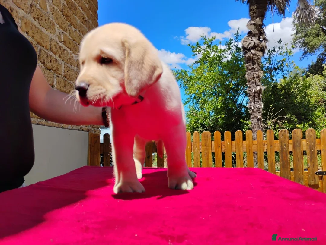 Labrador cani in vendita: Cucciolo labrador miele  - Annuncio 6