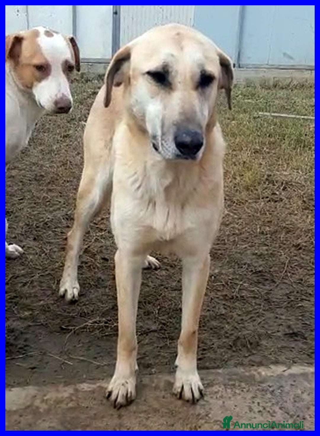 Meticcio cani in regalo: dolce ISABELLA dagli occhi tristi!Buona con tutti! - Annuncio 4