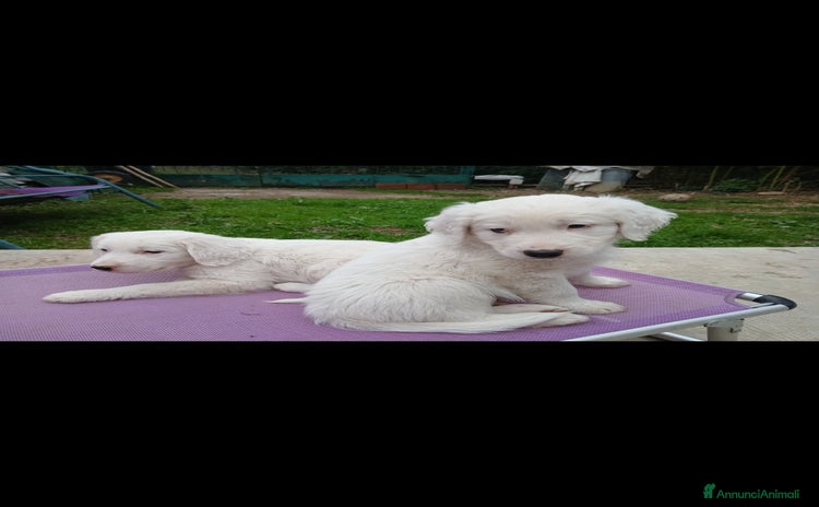 Setter Inglese cani Regalo: incrocio setter inglese e maremmano  - Annuncio 5