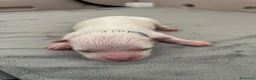 Maltese cani in vendita: Cuccioli di Maltese con Pedigree ENCI  - Annuncio 7