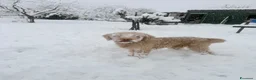 Lagotto cani in vendita: CUCCIOLI LAGOTTO ROMAGNOLO ❤️ - Annuncio 5