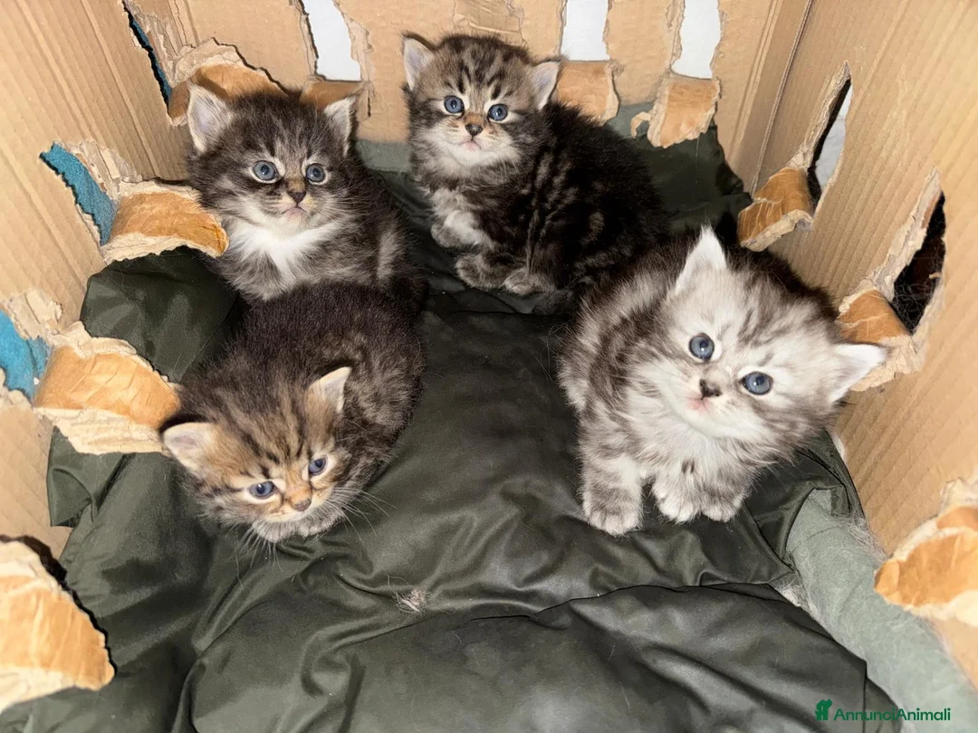 Norvegese gatti in vendita: Semi-Norvegesi,Felini di Nala - Annuncio 2