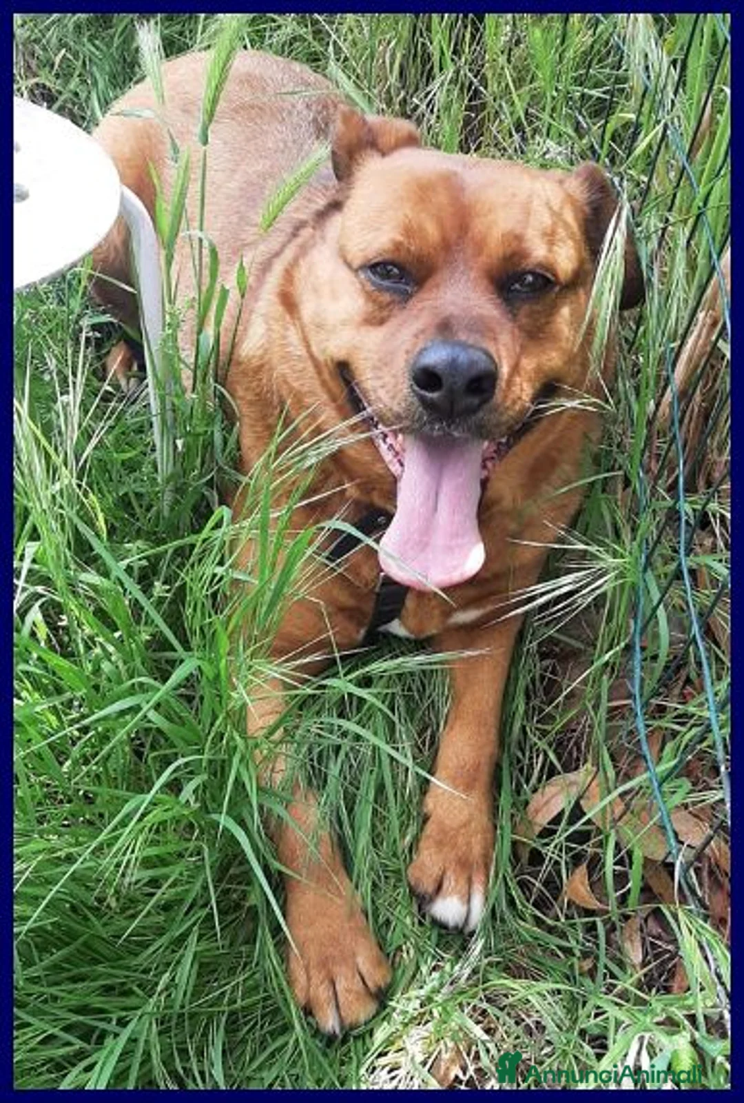 Meticcio cani in regalo: JOSEF adorabile cicciotto - Annuncio 1