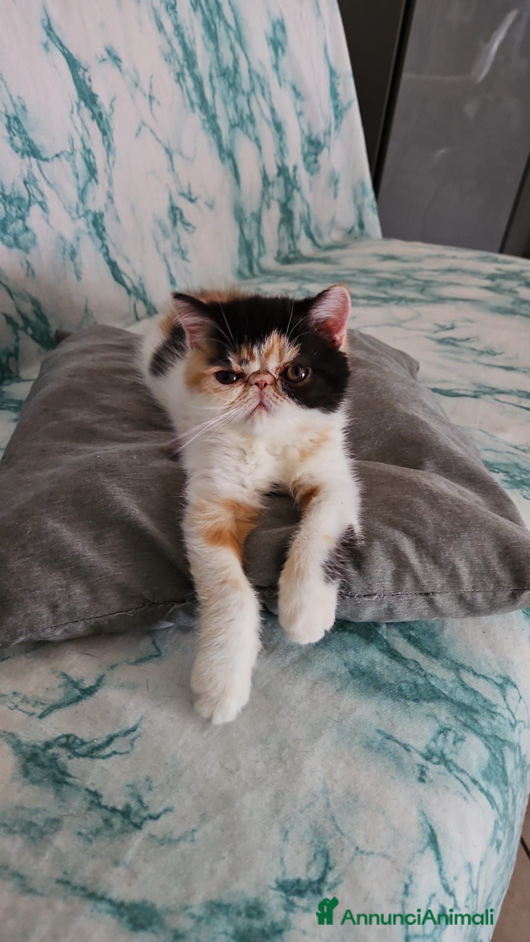 Exotic Shorthair gatti Cucciola di exotic  - Annuncio 2