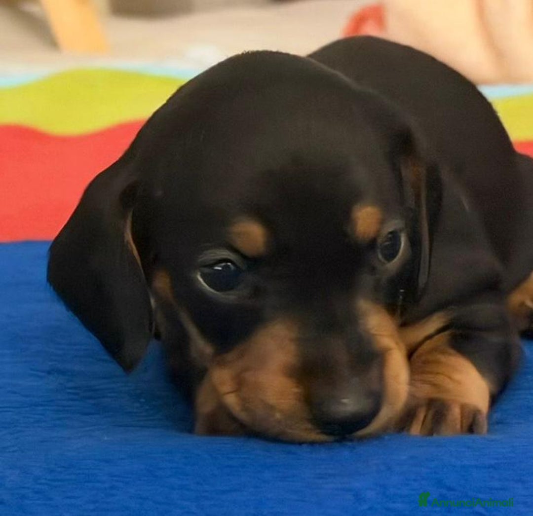 Bassotto cani in vendita: bassotto tedesco - Annuncio 3