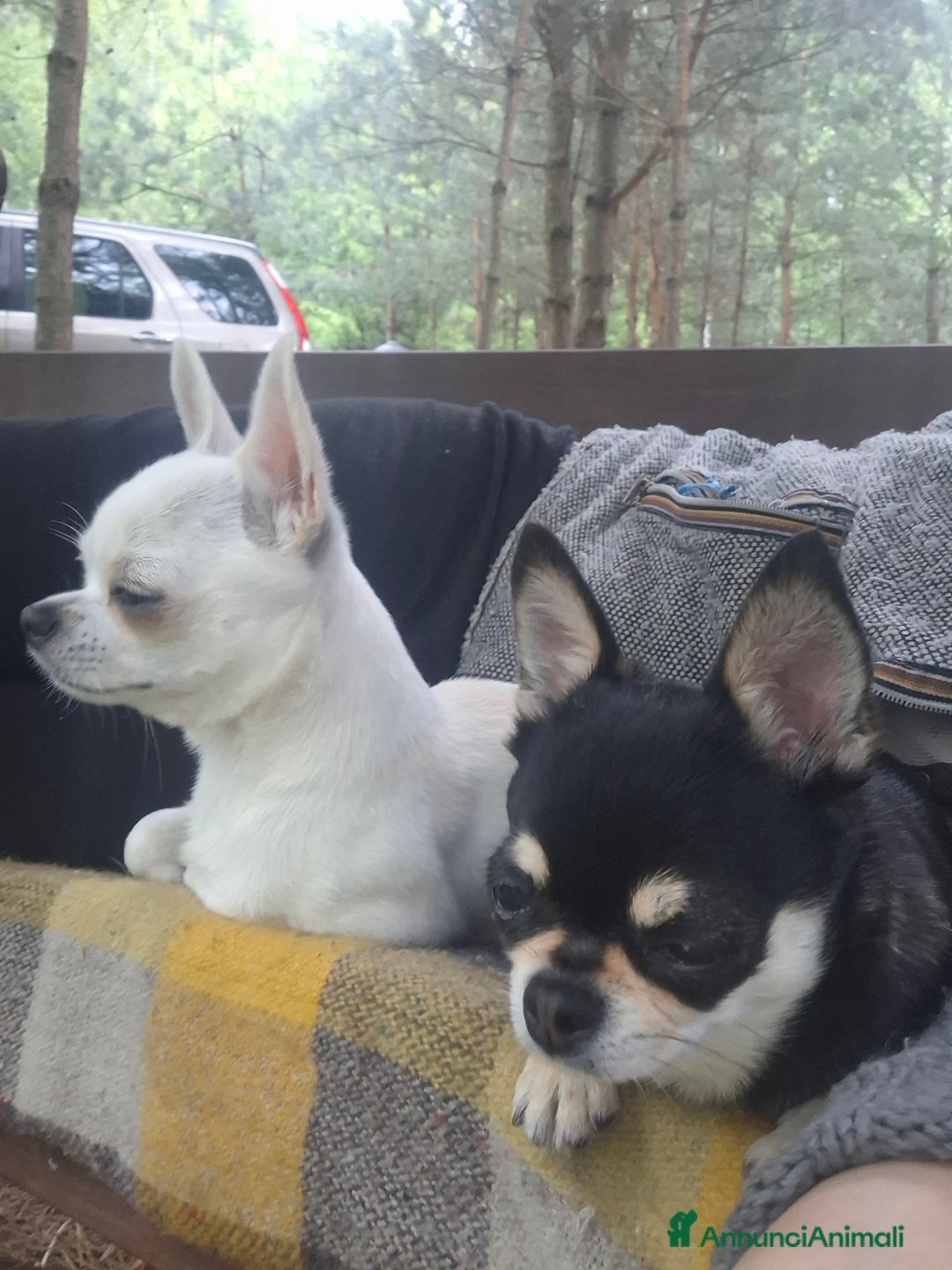 Chihuahua cani in vendita: Meravigliosi cuccioli di chihuahua bianchi - Annuncio 9