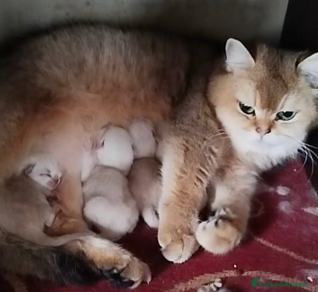 Scottish gatti in vendita: Cucciolo Scottish straight silver - Immagine 6