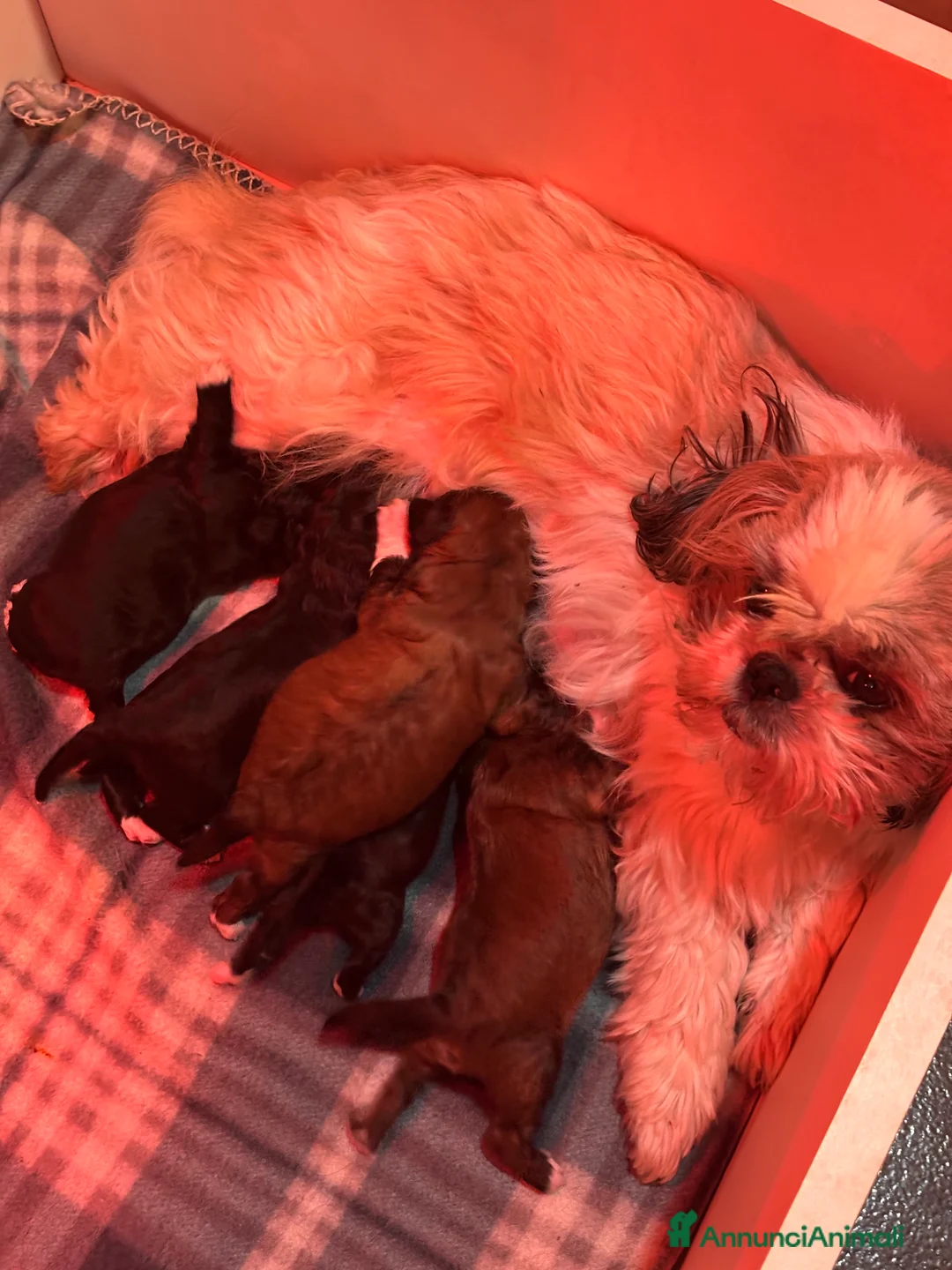 Shihpoo cani in vendita: Cuccioli di ShihPoo - Annuncio 2