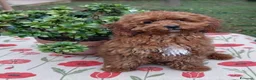 Barboncino Toy cani in vendita: Barboncino Toy Red  - Annuncio 6