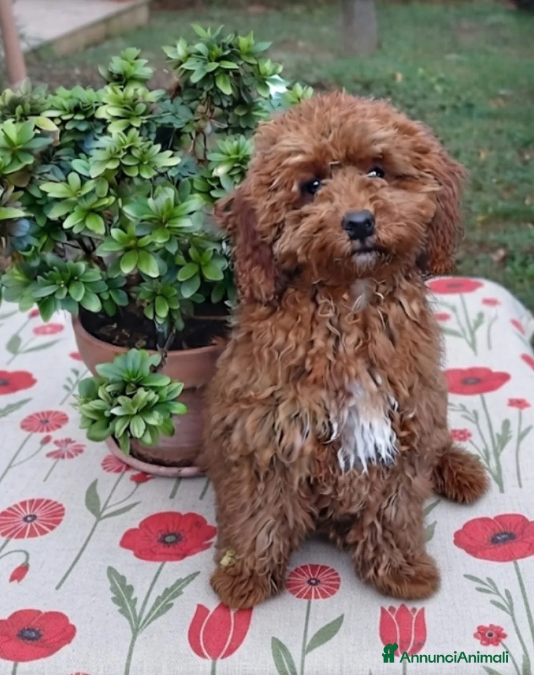 Barboncino Toy cani in vendita: Barboncino Toy Red  - Annuncio 6