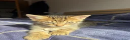 Altre razze gatti in regalo: Regaliamo 2 gattini fratelli  - Annuncio 1