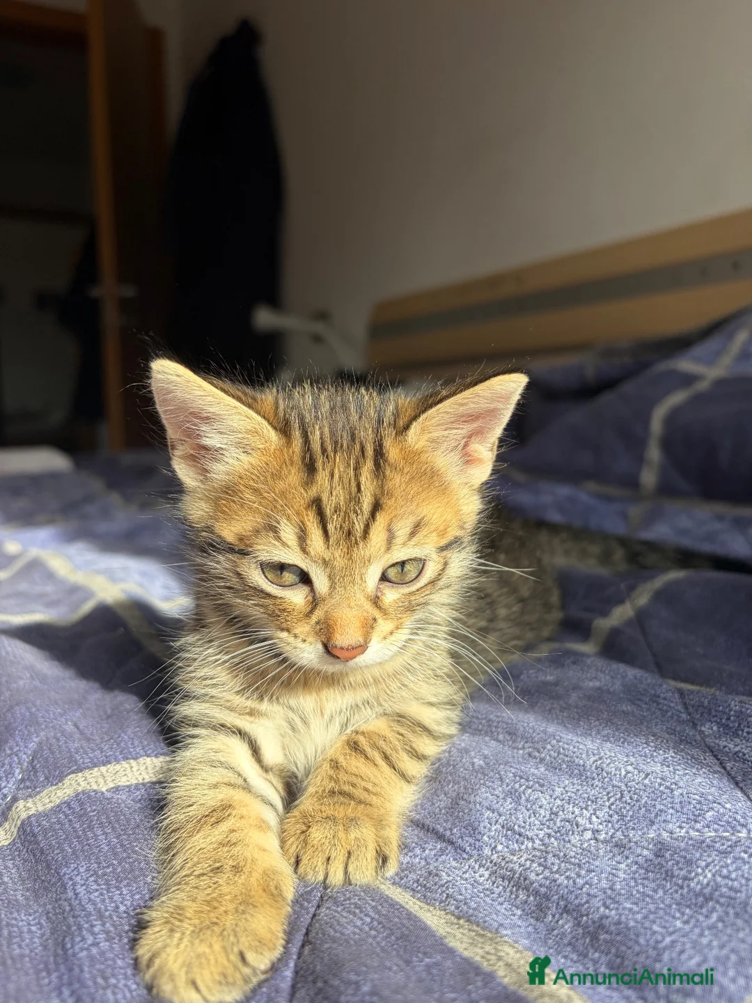 Altre razze gatti in regalo: Regaliamo 2 gattini fratelli  - Annuncio 1