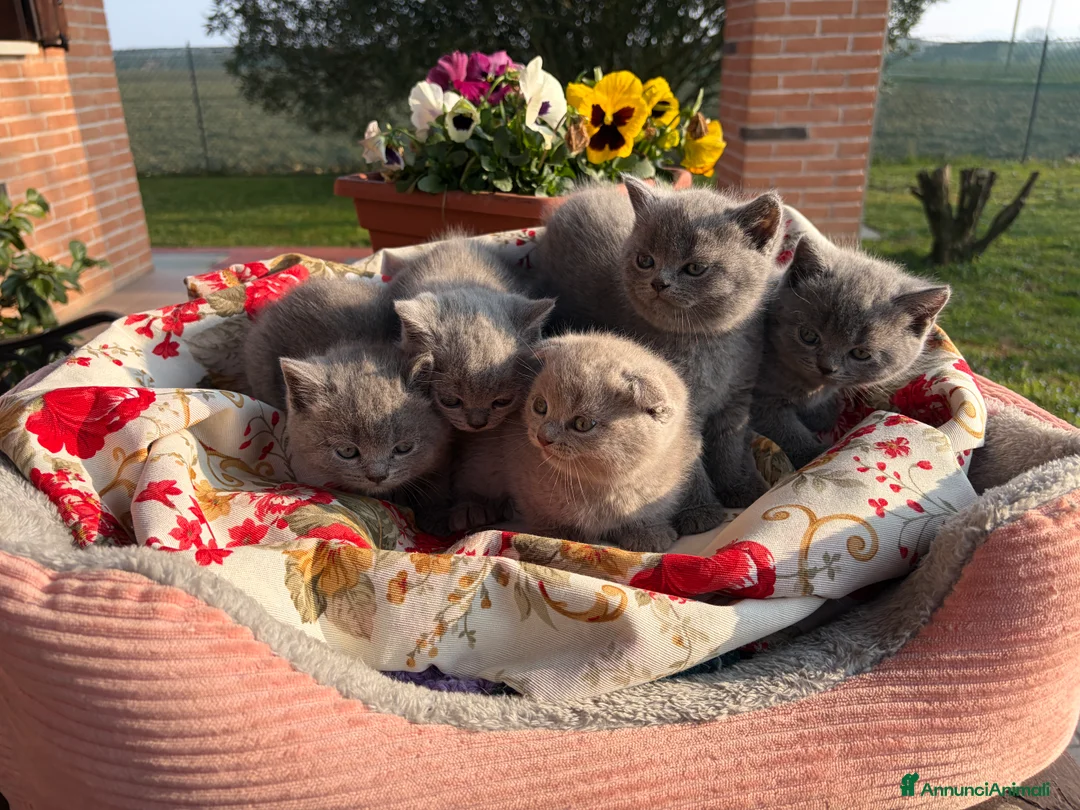 Scottish gatti in vendita: Cuccioli scottish straight e fold a Provincia di Padova - Annuncio 5