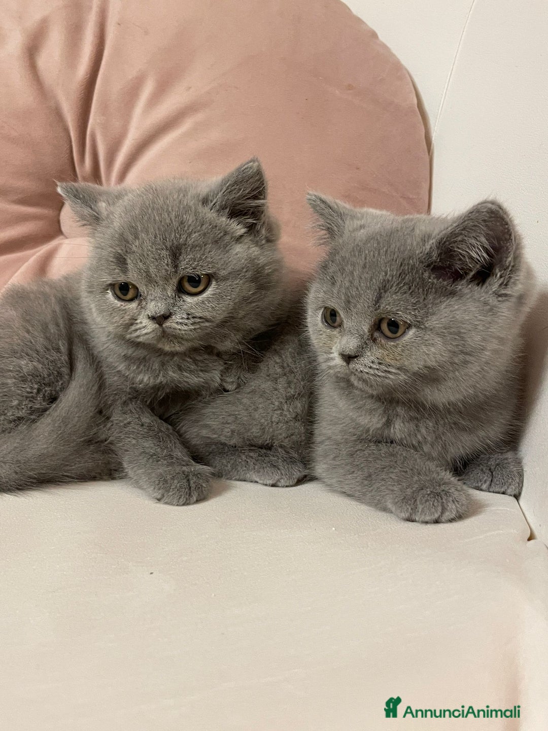 British gatti in vendita: MAGNIFICHE FEMMINUCCE BRITISH SHORTHAIR BLU - Annuncio 4