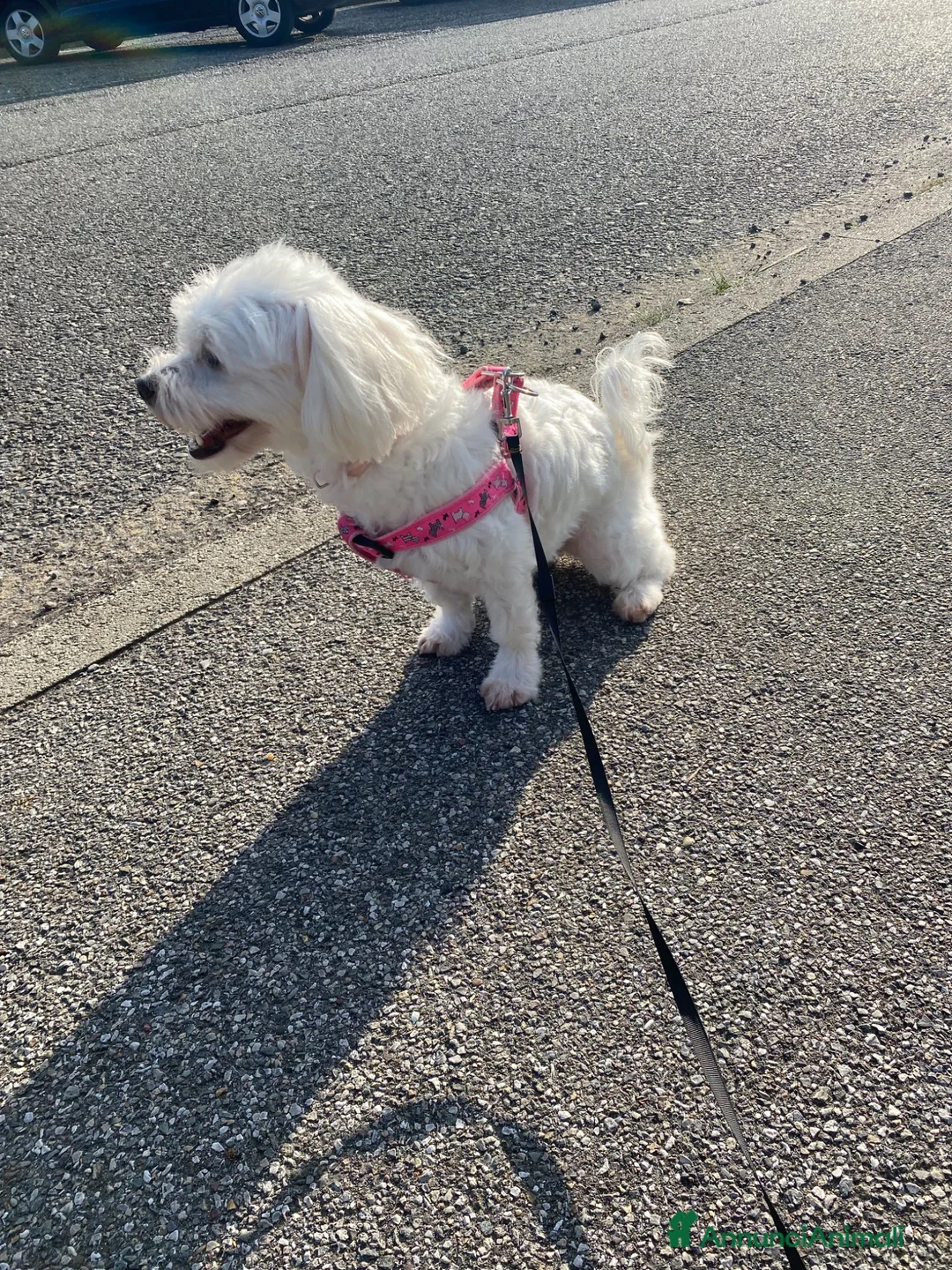 Maltese cani in vendita: Adorabili cuccioli di Maltese cercano una casa  - Annuncio 11