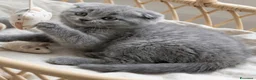 Scottish gatti in vendita: Scottish fold e scottish stright  - Annuncio 3