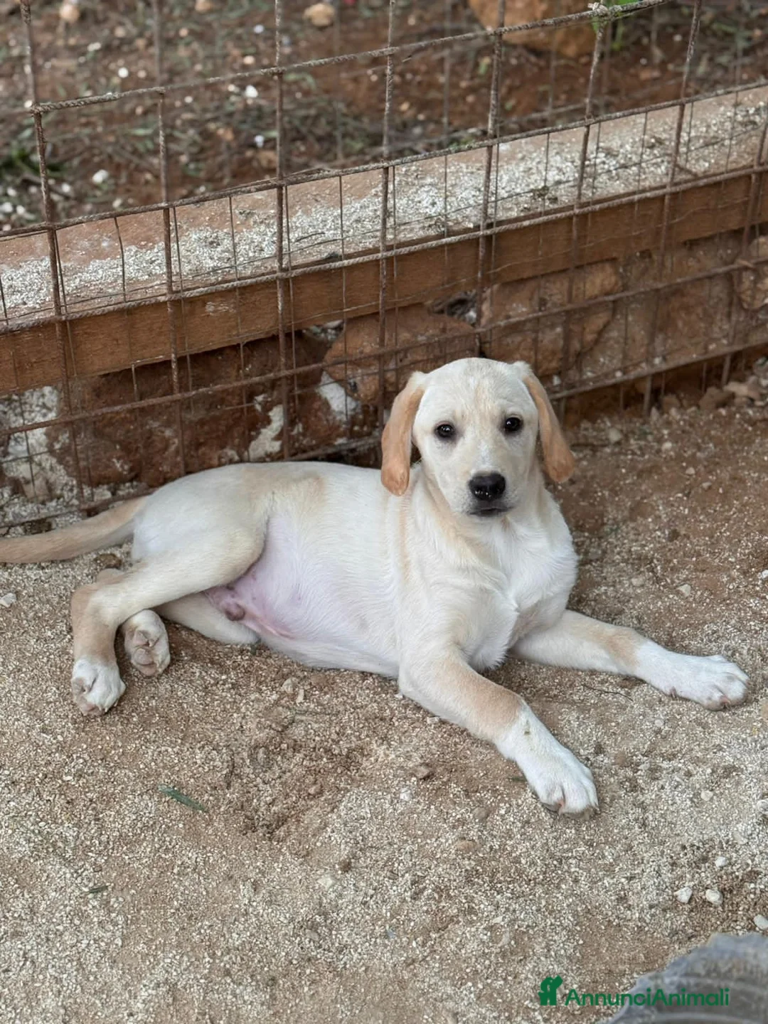 Altre razze cani in regalo: titus e bobby - Annuncio 4