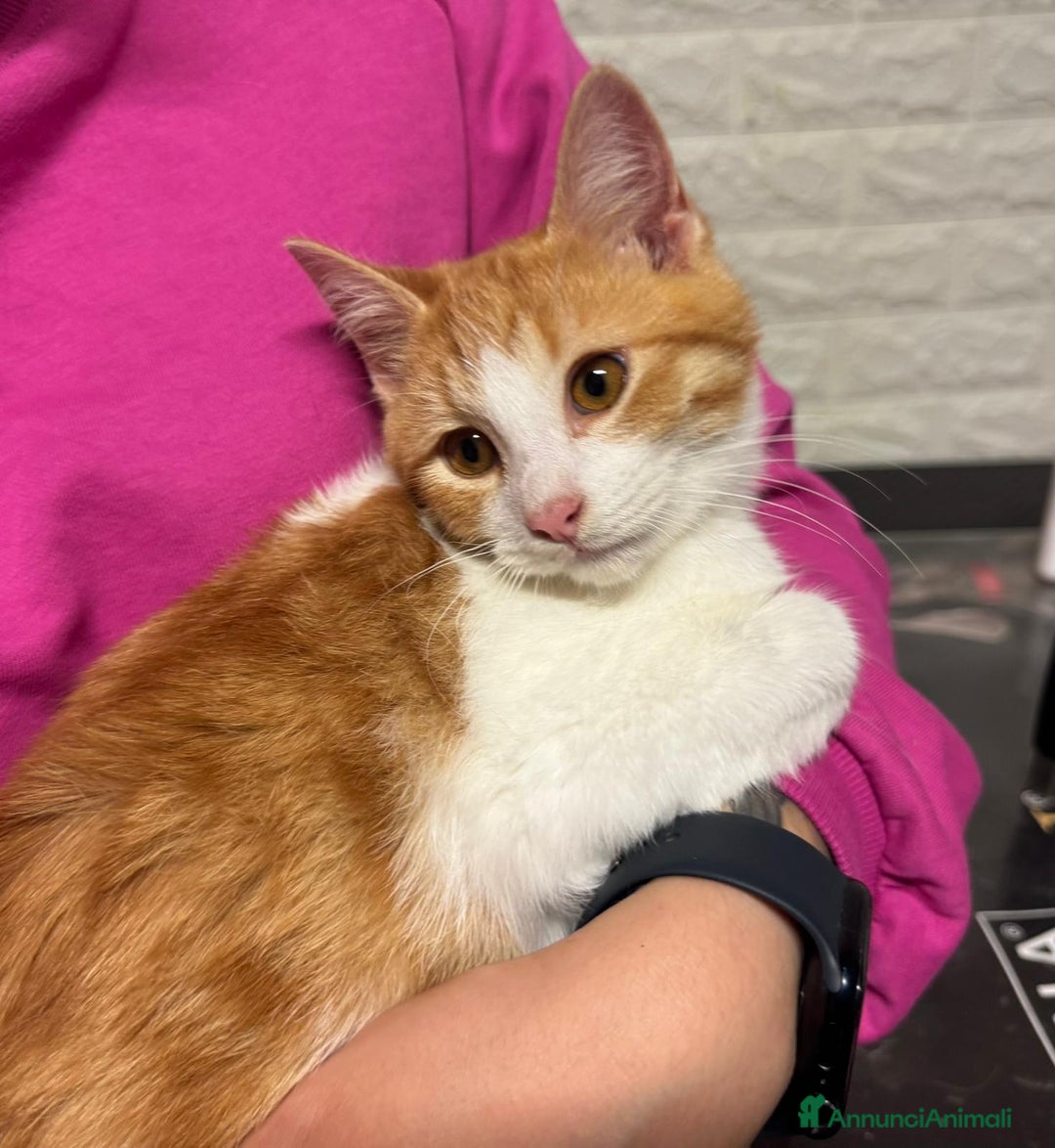 Europeo gatti in regalo: GASTONE, MICIO B/ROSSO 5 MESI MEZZO MAMMA TESTATA  - Annuncio 2