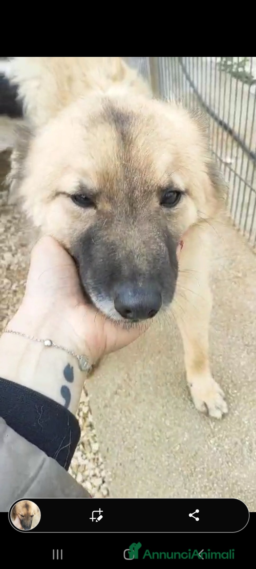 Meticcio cani in regalo: 2amici di box 3anni meravigliosi BARI SOS CASA a Città metropolitana di Milano - Annuncio 7