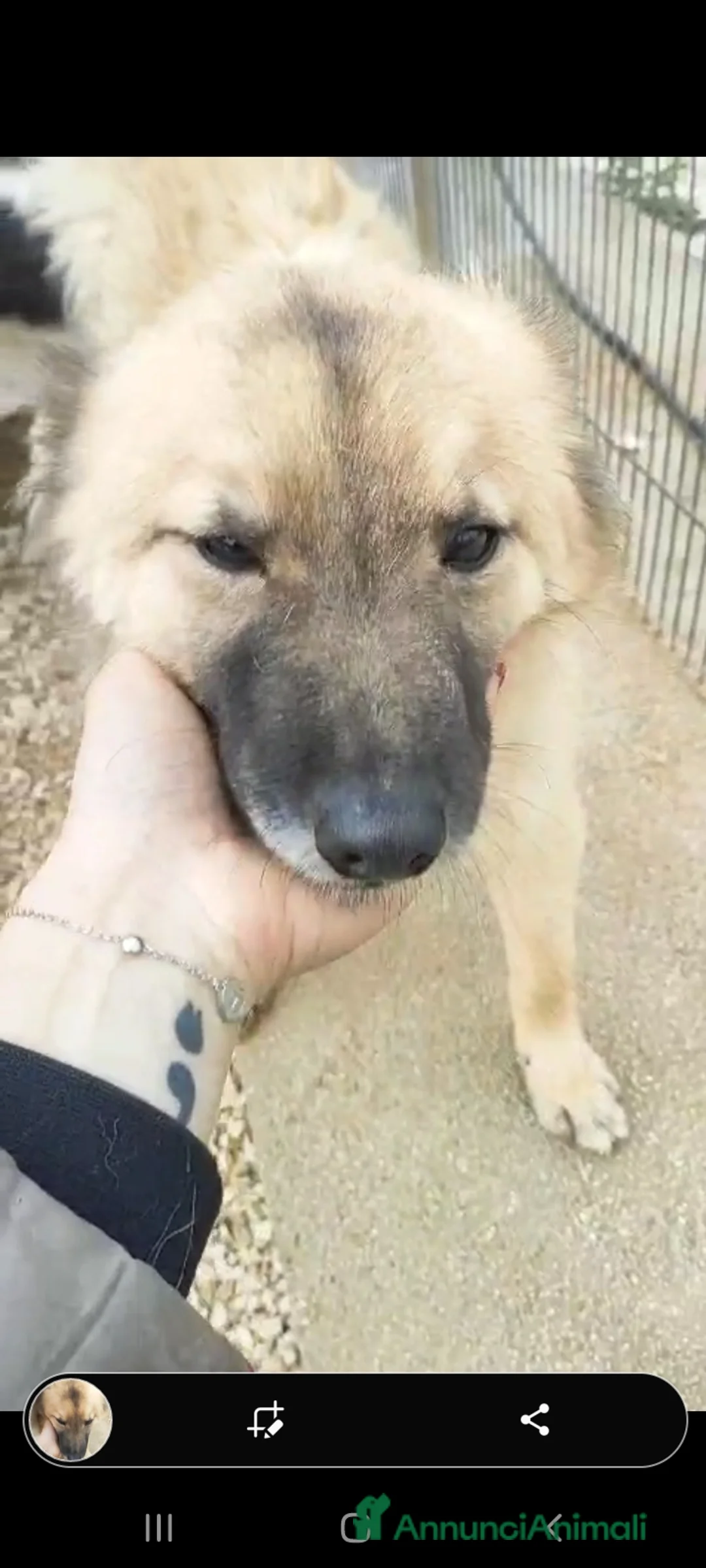 Meticcio cani in regalo: 2amici di box 3anni meravigliosi BARI SOS CASA a Città metropolitana di Milano - Annuncio 7